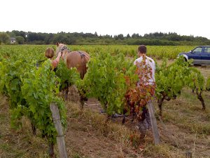 Vignes vins randos 20 13