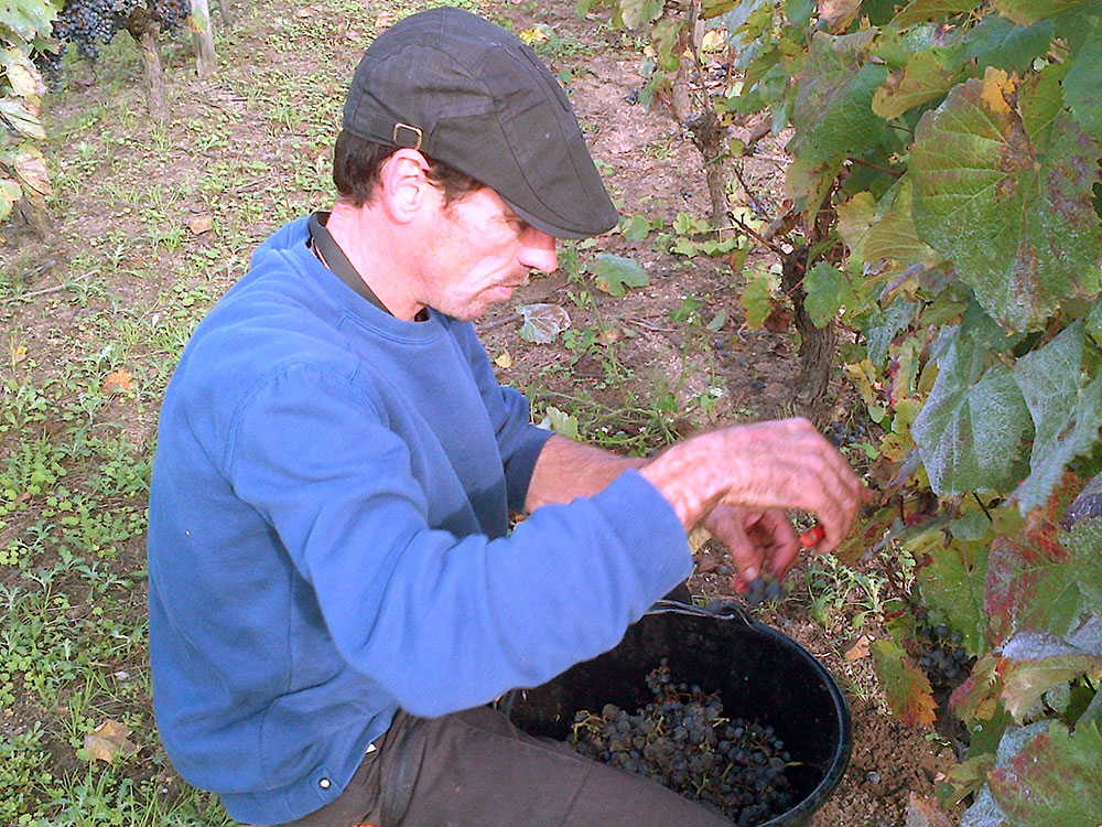 Les vendanges