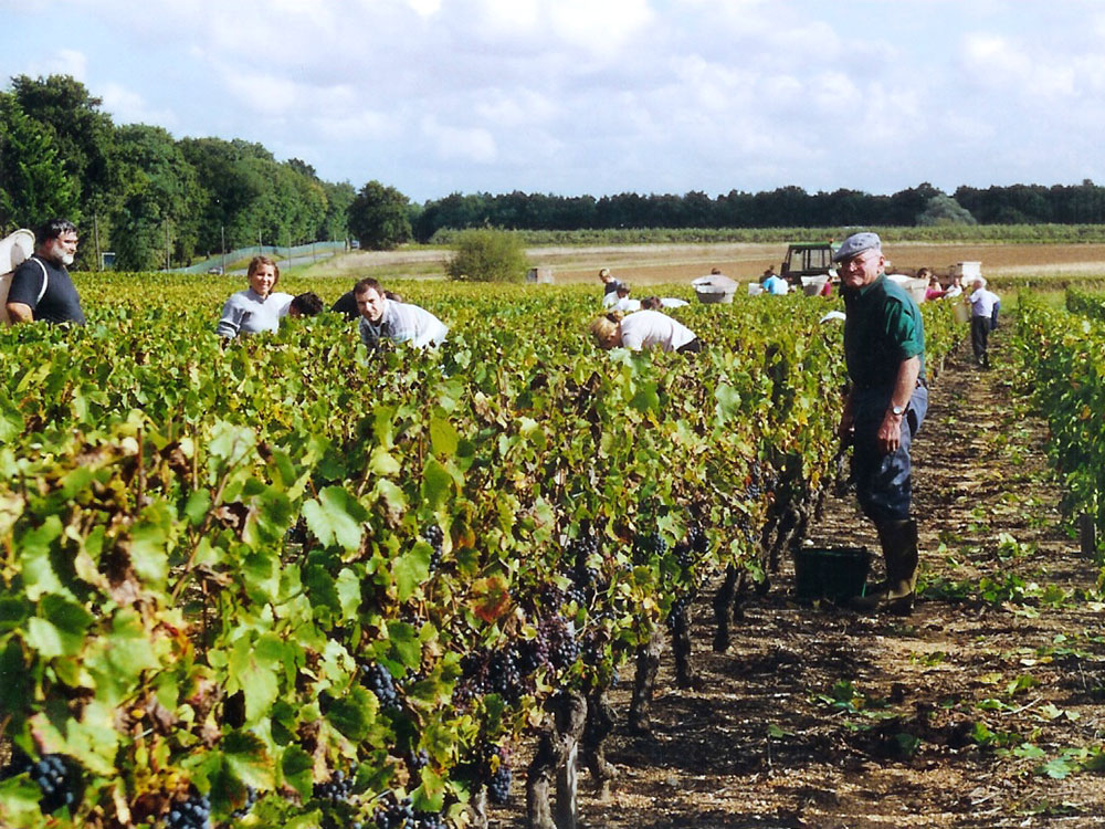 Vendanges