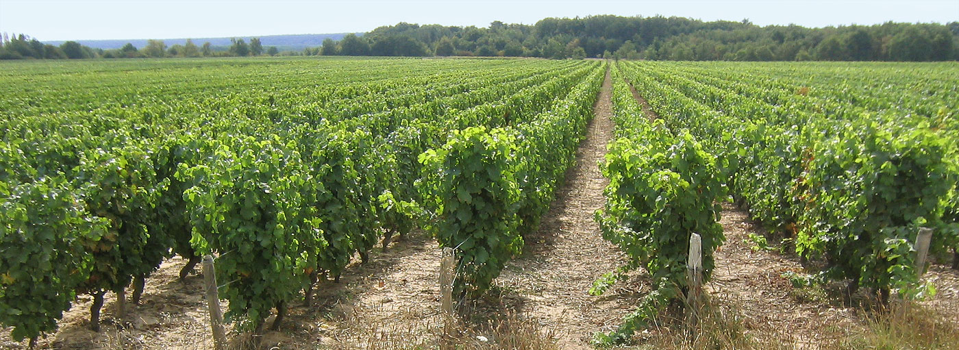 vignoble Touraine Mesland