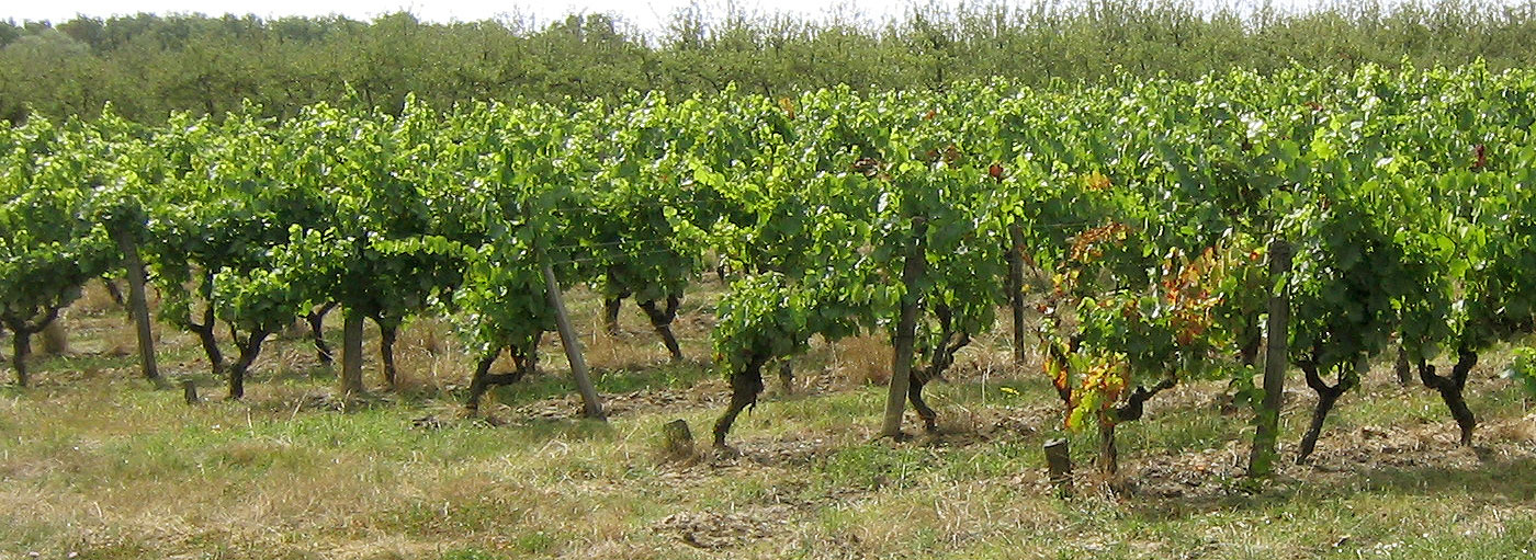 vignes Touraine Mesland