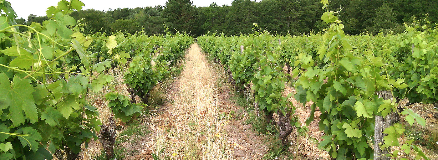 vignes Vaucorneilles