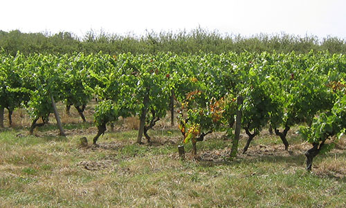 Touraine-Mesland en été