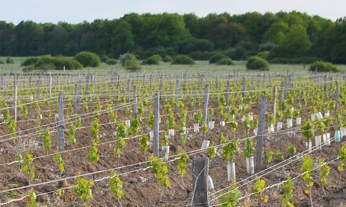 Touraine-Mesland au printemps