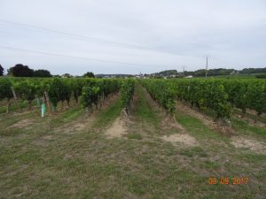 vignes vins randos 2017